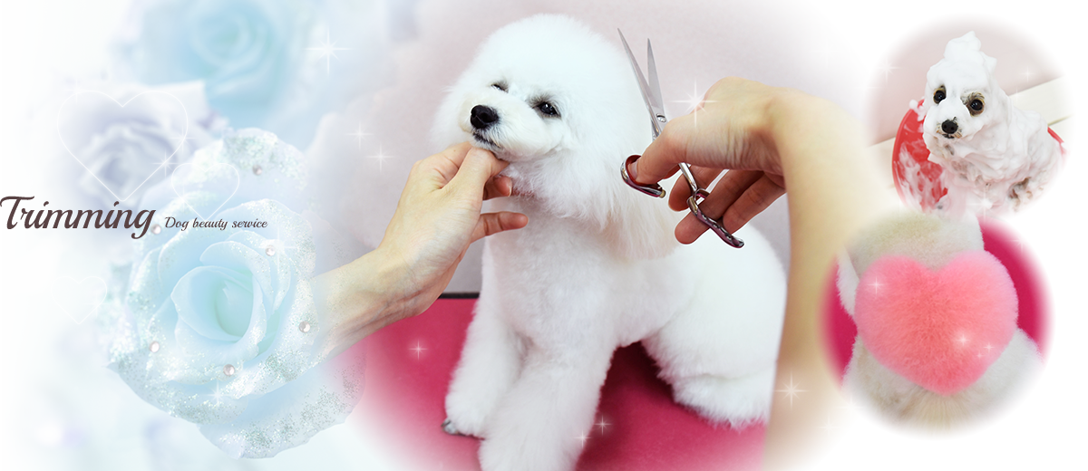 Trimming Dog beauty service