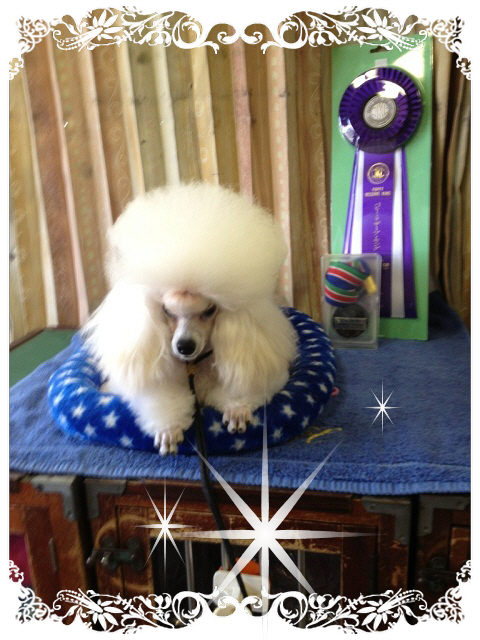 ドッグショーin静岡 ティーカッププードル タイニープードル チワワのブリーダーデココ