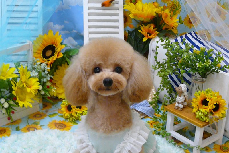 【Decoco】おきゃくさまのアイキャッチ