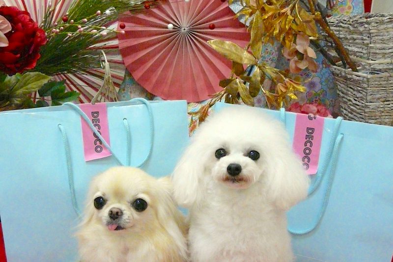 【Decoco】 お買い得 HAPPY BAG ★SALE ★のアイキャッチ