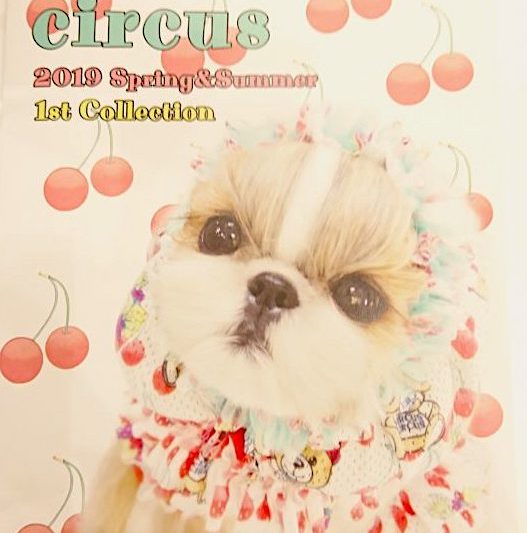 【Decoco】Circus Circus  ２０１９　Spring &Summer  1st. collectionカタログ入荷のアイキャッチ